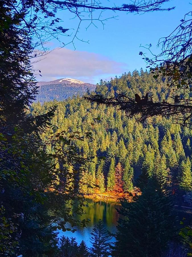 Chalet Typique Vosgien "Les Barbotines" Вантрон Экстерьер фото